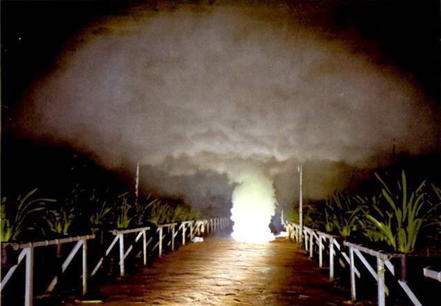 大花蕙蘭生產“溫控”核心技術(圖4)