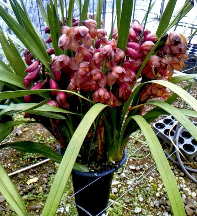 大花蕙蘭生產“溫控”核心技術(圖2)