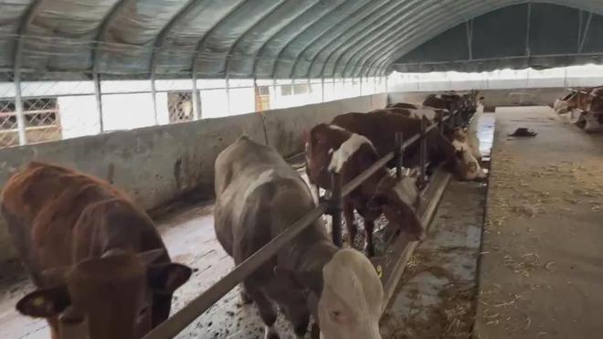 養(yǎng)牛關(guān)鍵知識(shí)點(diǎn)：澤牧久遠(yuǎn)技術(shù)總監(jiān)黃正勇談牛消化吸收的重要性(圖3)