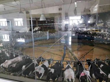 全國獸用抗菌藥使用減量化行動【奶牛養殖場減抗典型案例】之河北樂源牧業(圖2)