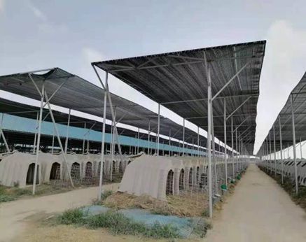 全國獸用抗菌藥使用減量化行動【奶牛養殖場減抗典型案例】之河北樂源牧業(圖4)