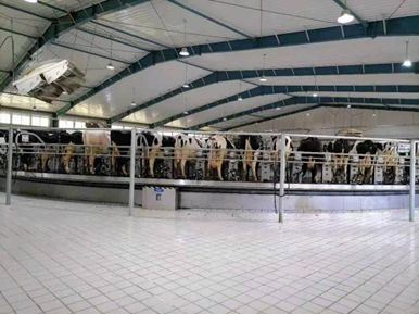 全國獸用抗菌藥使用減量化行動【奶牛養殖場減抗典型案例】之河北樂源牧業(圖3)