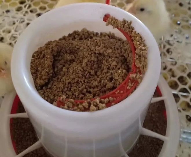 商品肉雞生理特點解析(圖2)