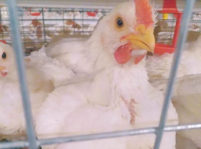 商品肉雞生理特點解析(圖1)
