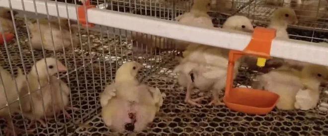 商品肉雞生理特點解析(圖3)